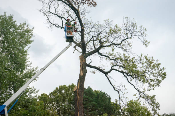 Lawn Maintenance Plans in San Saba, TX