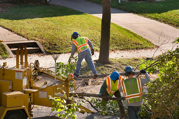 How Our Tree Care Process Works  in  San Saba, TX