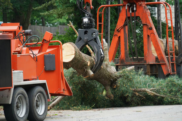 How Our Tree Care Process Works  in  San Saba, TX