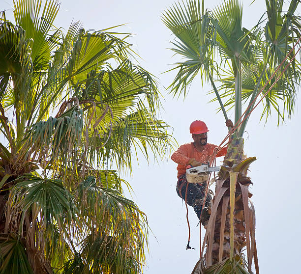 Reliable San Saba, TX Tree Services Solutions